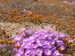 Drosanthemum hispidum contributing to the spring pageant